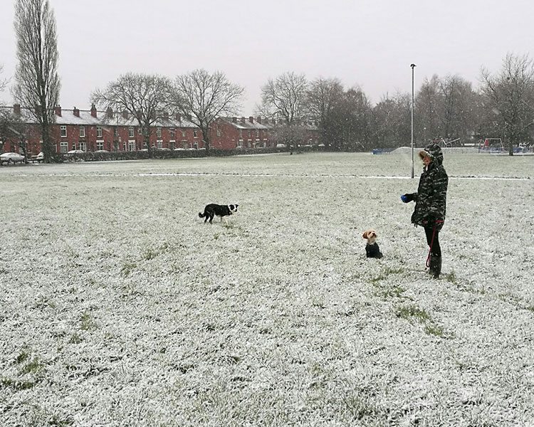 dog walking snow