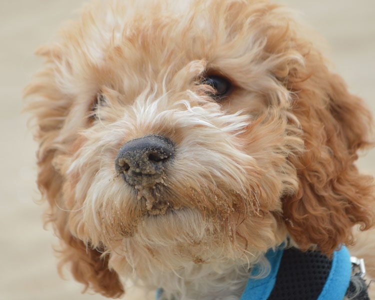 Ralph on beach